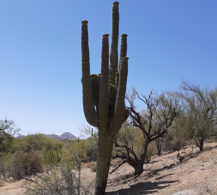 desert-awareness-park-photo